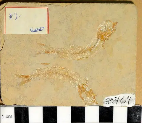 Dokumentasi USNM V25467 dengan identifikasi pada sumber Leptolepis sprattiformis. Isi dan label gambar dipertahankan.