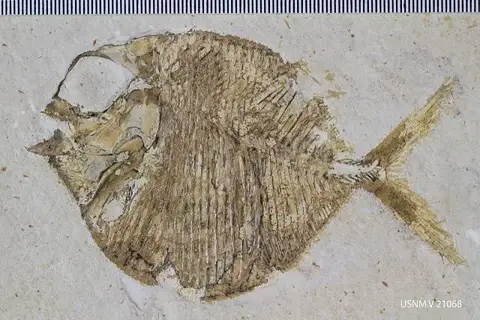 Dokumentasi USNM V21068 dengan identifikasi pada sumber Gyrodus frontatus. Isi dan label gambar dipertahankan.