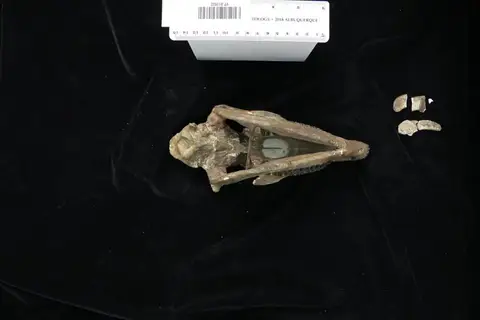 Dokumentasi YPM VP 011622 dengan identifikasi pada sumber Miohippus anceps. Isi dan label gambar dipertahankan.