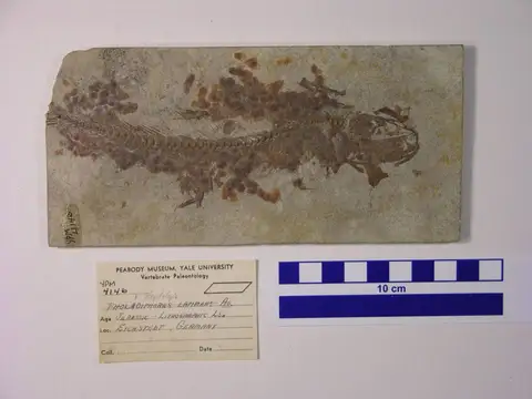 Dokumentasi YPM VP 004146 dengan identifikasi pada sumber Pholidophorus latimanus. Isi dan label gambar dipertahankan.