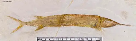 Dokumentasi USNM V21061 dengan identifikasi pada sumber Belonostomus muensteri. Isi dan label gambar dipertahankan.