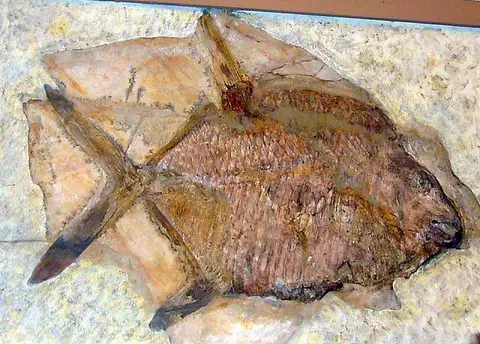 Dokumentasi USNM V2401 dengan identifikasi pada sumber Gyrodus circularis. Isi dan label gambar dipertahankan.