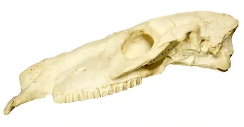 Dokumentasi YPM VP 030529 dengan identifikasi pada sumber Parahippus cognatus. Isi dan label gambar dipertahankan.