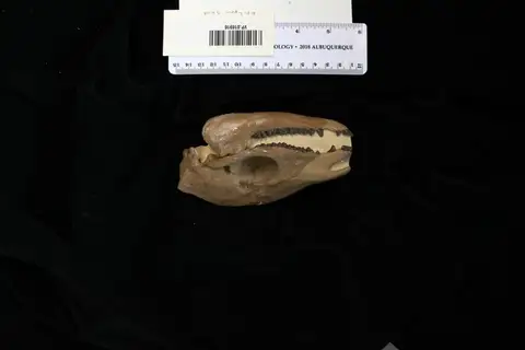Dokumentasi YPM VP 016916 dengan identifikasi pada sumber Epihippus gracilis. Isi dan label gambar dipertahankan.