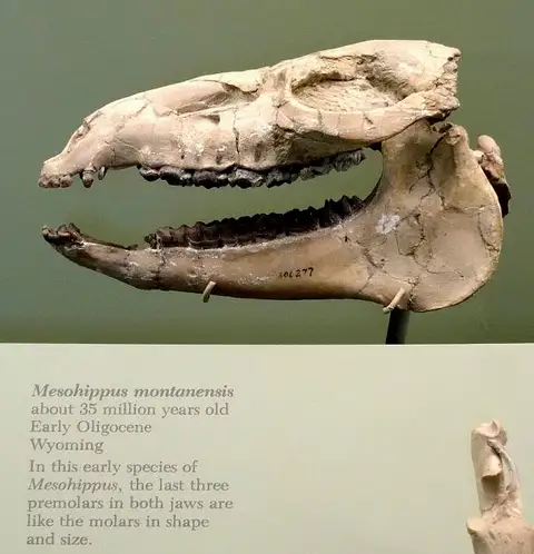 Dokumentasi USNM PAL206277 dengan identifikasi pada sumber Mesohippus montanensis. Isi dan label gambar dipertahankan.
