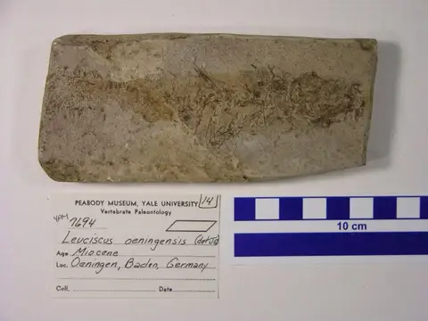 Dokumentasi YPM VP 007694 dengan identifikasi pada sumber Leuciscus oeningensis. Isi dan label gambar dipertahankan.