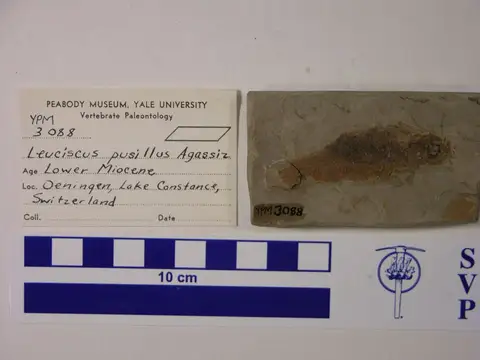 Dokumentasi YPM VP 003088 dengan identifikasi pada sumber Leuciscus pusillus. Isi dan label gambar dipertahankan.