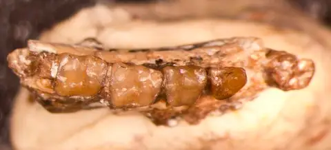 Dokumentasi USNM PAL494482 dengan identifikasi pada sumber Anemorhysis wortmani. Isi dan label gambar dipertahankan.
