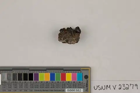 Dokumentasi USNM V23279 dengan identifikasi pada sumber Anisonchus athelas. Isi dan label gambar dipertahankan.