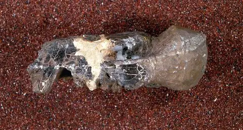 Dokumentasi USNM V12147 dengan identifikasi pada sumber Anisonchus fortunatus. Isi dan label gambar dipertahankan.