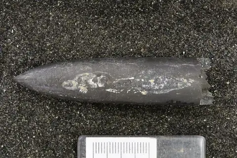 Dokumentasi YPM IP 463970 dengan identifikasi pada sumber Acroteuthis subquadratus. Isi dan label gambar dipertahankan.