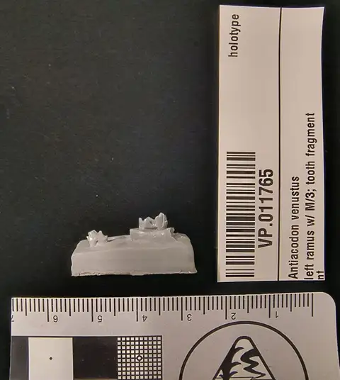 Dokumentasi YPM VP 011765 dengan identifikasi pada sumber Antiacodon venustus. Isi dan label gambar dipertahankan.