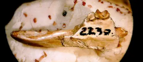 Dokumentasi USNM V22386 dengan identifikasi pada sumber Apatemys hurzeleri. Isi dan label gambar dipertahankan.