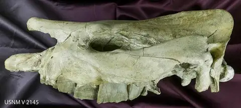 Dokumentasi USNM V2145 dengan identifikasi pada sumber Aceratherium acutum. Isi dan label gambar dipertahankan.