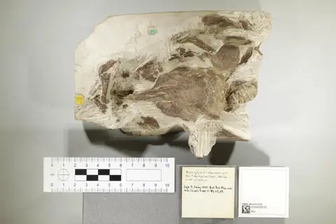 Dokumentasi PV P 10465 dengan identifikasi pada sumber Osmeroides latifrons. Isi dan label gambar dipertahankan.