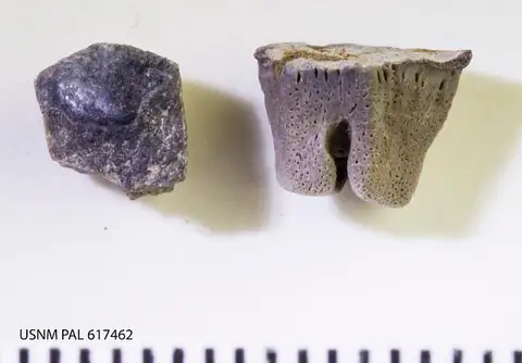 Dokumentasi USNM PAL617462 dengan identifikasi pada sumber Myledaphus pustulosus. Isi dan label gambar dipertahankan.