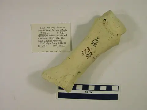 Dokumentasi YPM VP 038247 dengan identifikasi pada sumber Aphelops malacorhinus. Isi dan label gambar dipertahankan.