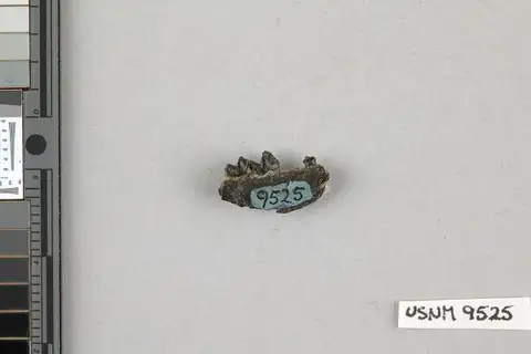 Dokumentasi USNM V9525 dengan identifikasi pada sumber Aphronorus fraudator. Isi dan label gambar dipertahankan.