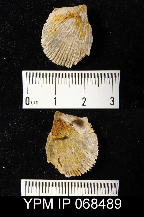 Dokumentasi YPM IP 068489 dengan identifikasi pada sumber Austinella kankakensis. Isi dan label gambar dipertahankan.