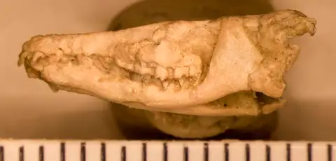 Dokumentasi USNM PAL516842 dengan identifikasi pada sumber Oligoryctes altitalonidus. Isi dan label gambar dipertahankan.