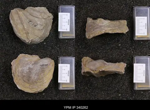 Dokumentasi YPM IP 340262 dengan identifikasi pada sumber Gryphaea navia. Isi dan label gambar dipertahankan.