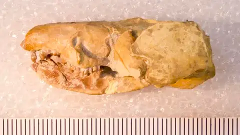 Dokumentasi USNM PAL437460 dengan identifikasi pada sumber Apternodus brevirostris. Isi dan label gambar dipertahankan.