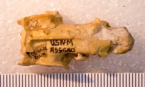 Dokumentasi USNM PAL455680 dengan identifikasi pada sumber Apternodus iliffensis. Isi dan label gambar dipertahankan.