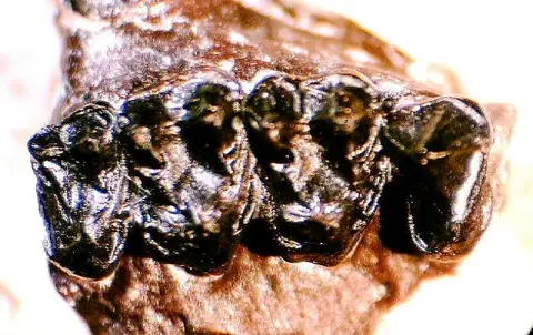 Dokumentasi USNM PAL531625 dengan identifikasi pada sumber Arapahovius advena. Isi dan label gambar dipertahankan.