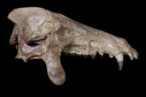Dokumentasi YPM VP 012025 dengan identifikasi pada sumber Archaeotherium marshi. Isi dan label gambar dipertahankan.