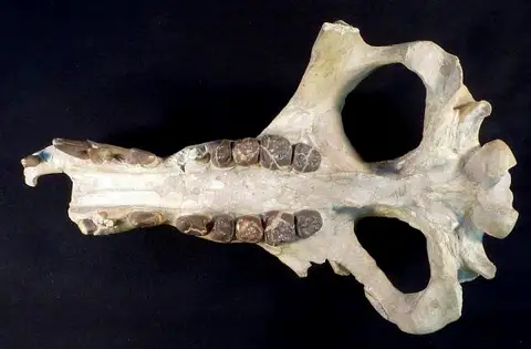 Dokumentasi USNM V14484 dengan identifikasi pada sumber Archaeotherium mortoni. Isi dan label gambar dipertahankan.