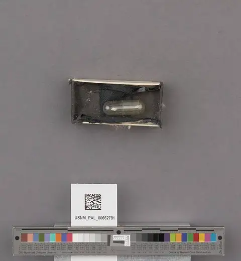 Dokumentasi USNM PAL662781 dengan identifikasi pada sumber Paludestrina curta. Isi dan label gambar dipertahankan.