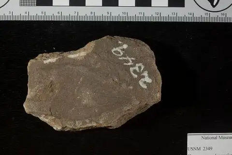 Dokumentasi USNM P2349 dengan identifikasi pada sumber Cinnamomum lanceolatum. Isi dan label gambar dipertahankan.