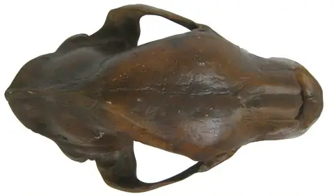 Dokumentasi YPM VP 055748 dengan identifikasi pada sumber Arctodus simus. Isi dan label gambar dipertahankan.
