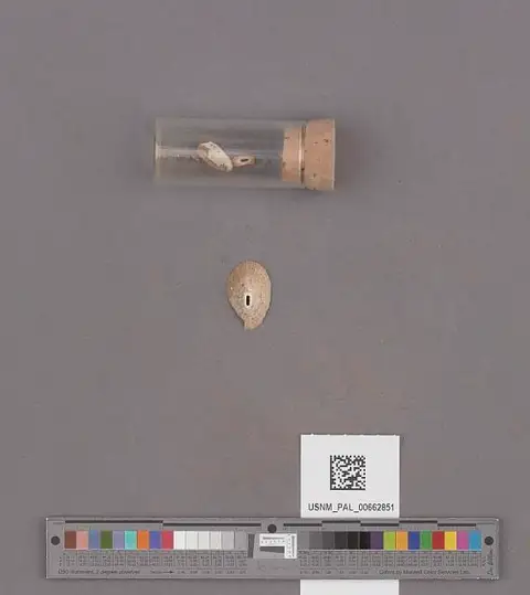 Dokumentasi USNM PAL662851 dengan identifikasi pada sumber Fissurellidea bimaculata. Isi dan label gambar dipertahankan.
