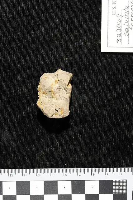 Dokumentasi USNM PAL322069 dengan identifikasi pada sumber Salvinia formosa. Isi dan label gambar dipertahankan.