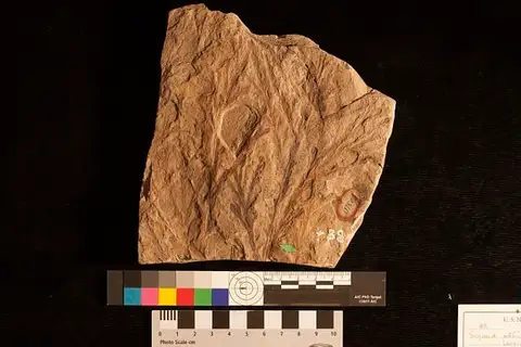 Dokumentasi USNM P88 dengan identifikasi pada sumber Sequoia affinis. Isi dan label gambar dipertahankan.