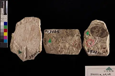 Dokumentasi USNM P39321A dengan identifikasi pada sumber Cercidiphyllum crenatum. Isi dan label gambar dipertahankan.