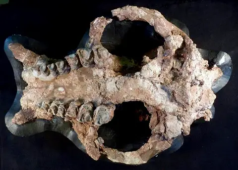 Dokumentasi USNM V16701 dengan identifikasi pada sumber Coryphodon radians. Isi dan label gambar dipertahankan.