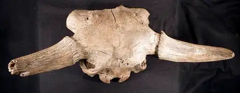 Dokumentasi USNM V4157 dengan identifikasi pada sumber Bison occidentalis. Isi dan label gambar dipertahankan.
