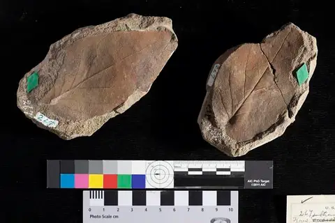 Dokumentasi USNM P267 dengan identifikasi pada sumber Ficus auriculata. Isi dan label gambar dipertahankan.