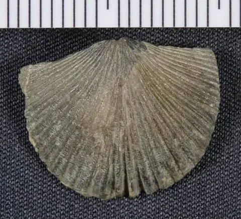 Dokumentasi USNM PAL116919 dengan identifikasi pada sumber Hesperorthis dubia. Isi dan label gambar dipertahankan.