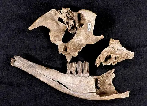 Dokumentasi USNM V11410 dengan identifikasi pada sumber Bison sylvestris. Isi dan label gambar dipertahankan.