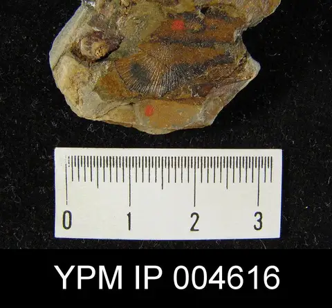 Dokumentasi YPM IP 004616 dengan identifikasi pada sumber Orthis ribeiroi. Isi dan label gambar dipertahankan.