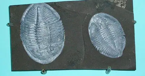 Dokumentasi USNM PAL376712 dengan identifikasi pada sumber Pseudogygites latimarginatus. Isi dan label gambar dipertahankan.