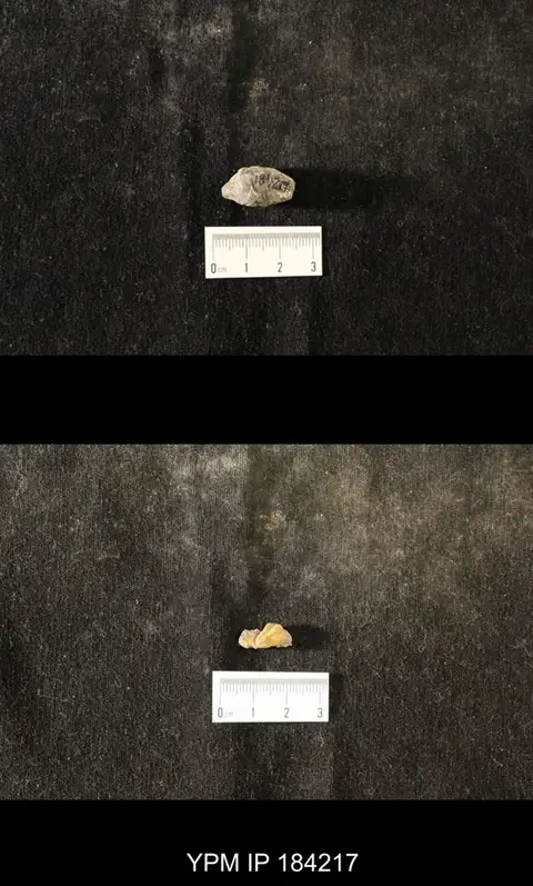 Dokumentasi YPM IP 184217 dengan identifikasi pada sumber Diacalymene consimilis. Isi dan label gambar dipertahankan.
