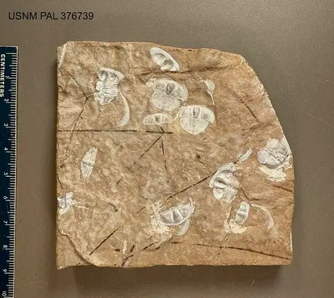 Dokumentasi USNM PAL376739 dengan identifikasi pada sumber Cryptolithoides ulrichi. Isi dan label gambar dipertahankan.