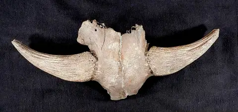 Dokumentasi USNM V2324 dengan identifikasi pada sumber Bootherium nivicolens. Isi dan label gambar dipertahankan.