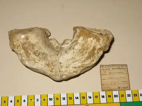 Dokumentasi PV M 11946 dengan identifikasi pada sumber Ovibos moschatus. Isi dan label gambar dipertahankan.