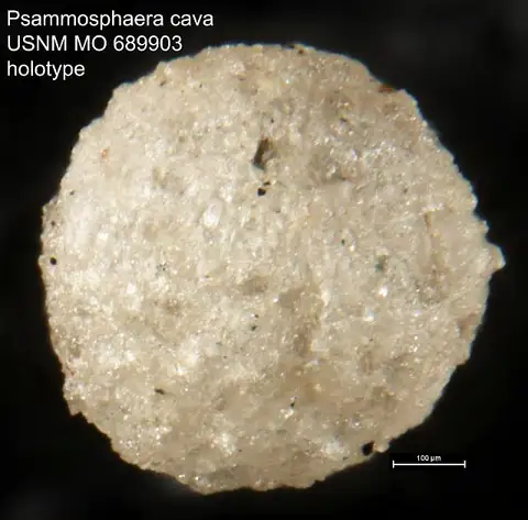 Dokumentasi USNM MO689903 dengan identifikasi pada sumber Psammosphaera cava. Isi dan label gambar dipertahankan.