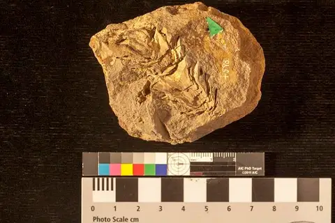 Dokumentasi USNM P598 dengan identifikasi pada sumber Abietites ernestinae. Isi dan label gambar dipertahankan.